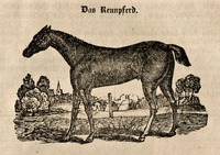 Závodní kůň, vyobrazení z roku 1837. Zdroj: archiv autora