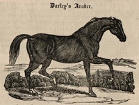 Hřebec Darley Arabian z prastaré arabské rodiny Ku-Hai-Lan, pocházející z náhorní planiny Nedžed. Vyobrazení z roku 1837. Zdroj: archiv autora
