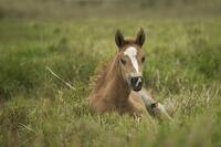 Sto vybraných královských klisen neboli "Royal Mares" začalo do měkké trávy Britských ostrovů pokládat skutečně výtečné potomstvo. To nejlepší však teprve mělo přijít. Zdroj: Unsplash