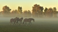 Název Kentucky patrně pochází z irokézského slova "kenhtá:ke" neboli louka či prérie. Zdroj: Pixabay