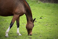 Kentucky neboli "Kraj modré trávy" a koní pasoucích se na ní. Zdroj: Pixabay