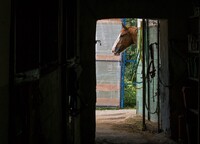 Kentucky se pomalu rozeznívalo klapáním petlic u boxů plnokrevníků. Zdroj: Pixabay