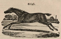 Hřebec Eclipse neboli "Zatmění" nejprve sloužil jako zlodějský kůň. Vyobrazení z roku 1837. Zdroj: archiv autora