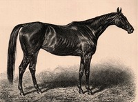 Kincsem, vyobrazení z roku 1893. Zdroj: archiv autora