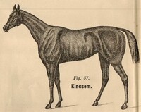 Kincsem, vyobrazení z roku 1894. Zdroj: archiv autora