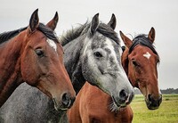 Hodnocení, odhadování schopností a výběr mezi mladými koňmi, se značnou odpovědností a za nemalé peníze, je směsí znalostí, zkušeností, odhadu, citu i určité "alchymie". Zdroj: Pixabay