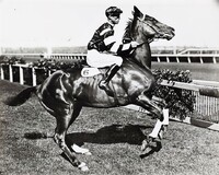 Miláček všech Australanů, jedinečný ryzák Phar Lap. Zdroj: Unsplash