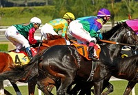 Na startu Grand National se nervózně tísní i třicet až čtyřicet koní. Zdroj: Pixabay