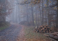 Rozvoj hutnictví, řemesel a poptávka měst zvýšily v křivoklátských lesích těžbu dřeva. Zdroj: foto autor