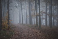 Pozemková reforma zasáhla i rozsáhlé, pečlivě pěstěné lesy. Zdroj: foto autor