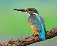 Ledňáček jako poletující třpytivý drahokam v údolí Berounky. Zdroj: Samphotostock