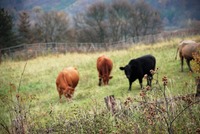 Louky mezi lesy a křovinnými porosty byly vhodnými pastvinami pro dobytek. Ten přírodu nepoškozoval a vracel jí, co mu dávala. Zdroj: foto autor