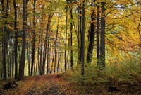 Les promlouvá k tomu, kdo jej dokáže vnímat a ctít. Zdroj: foto autor
