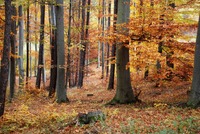 Jako korunovační klenoty českých králů zlacené křivoklátské lesy. Zdroj: foto autor