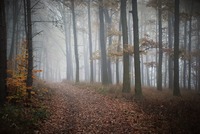 Lesy jako lovecký hvozd urozených králů i útočiště vyhladovělých a zoufalých chudých lidí. Zdroj: foto autor