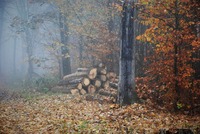 Když se kácí strom, naslouchá celý les. Ruské přísloví. Zdroj: foto autor