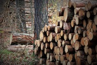 Dřevo křivoklátských stromů od nepaměti poskytovalo obživu tisícům bohatých i chudých. Zdroj: foto autor
