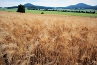 Země dala dozrát dalšímu obilí, nad úrodnými lány kraje bdí staletý hrad Berštejn. Zdroj: foto autor