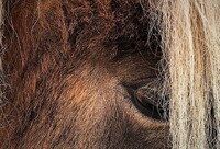 Kůň stále jako zvíře lovené. Zdroj: Unsplash