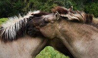 Koně se usedlým zemědělským kulturám začali pomalu přibližovat. Zdroj: Unsplash