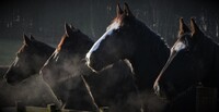 Koně - pro mnohé lidi zvířata jako z apokalypsy. Zdroj: Pixabay