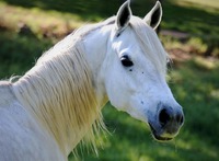 Na přelomu tisíciletí se kůň v Římě propracoval mezi ostatními domácími zvířaty na čelní místo. Zdroj: Samphotostock