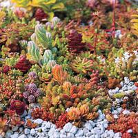 plantes en contraste