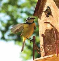 Tous aux oiseaux