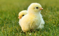 les poussins