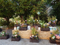 Arbres de Provence