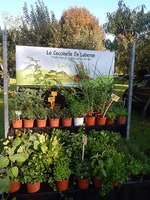 La coccinelle en Luberon