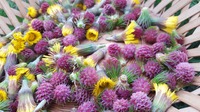 les plantes d'anastabote