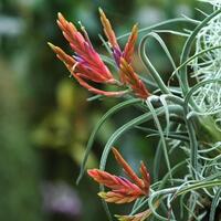 les tillandsias