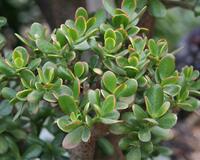 L'arbre de jade