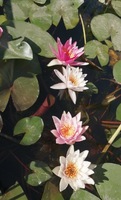 Rêves de bassin