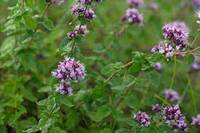 Les aromatiques du Luberon