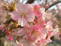 Kawazuzakura