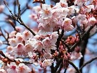 Kanzakura