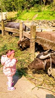 We can feed some of the domesticated animals, such as this water buffalo.
