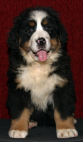 Cameron