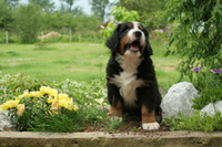 Dolly