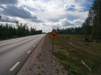 Det er meget almindeligt at renerne går på vejen.