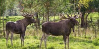 To flotte elgtyre. Kan veje op til 700 kg.