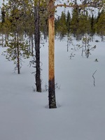 Her har elgen ædt barken fra et fyrretræ med diameter på 10-12 cm i op til 2,5 meters højde.
