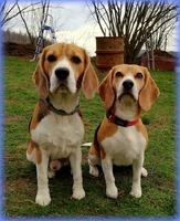 Grace a Sparky
