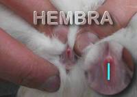FÊMEA