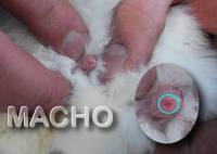 MACHO