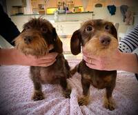 Papa Rosalie (Moka; rechts) x mama Rosalie (Queen Rosalie; links)