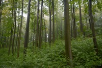 Kalivodské bučiny
