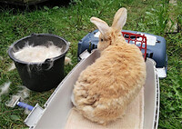 Foto: Bunny-Village